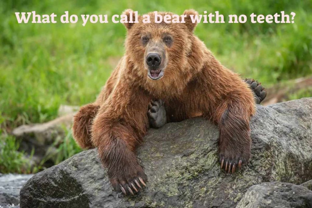 What Do You Call A Bear With No Teeth
